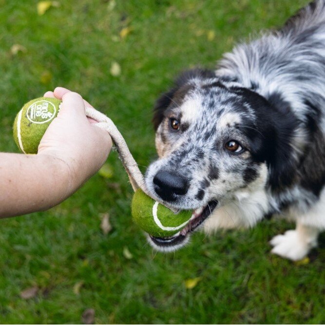 Minus One Nachhaltiger Duo Tennisball Bild 2