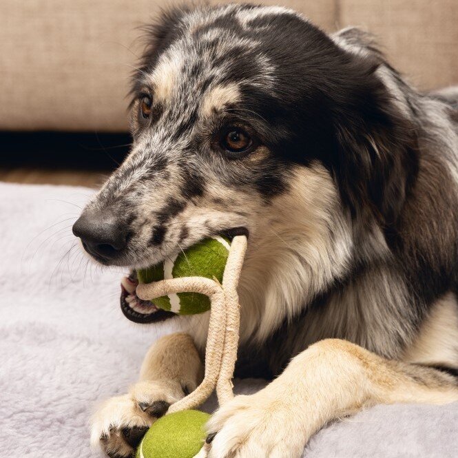 Minus One Nachhaltiger Duo Tennisball Bild 4