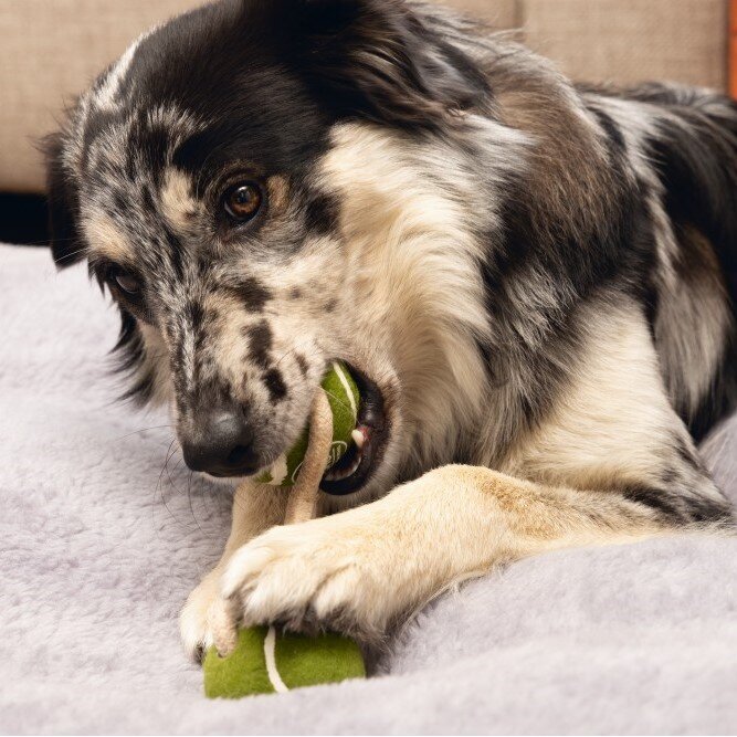 Minus One Nachhaltiger Duo Tennisball Bild 6