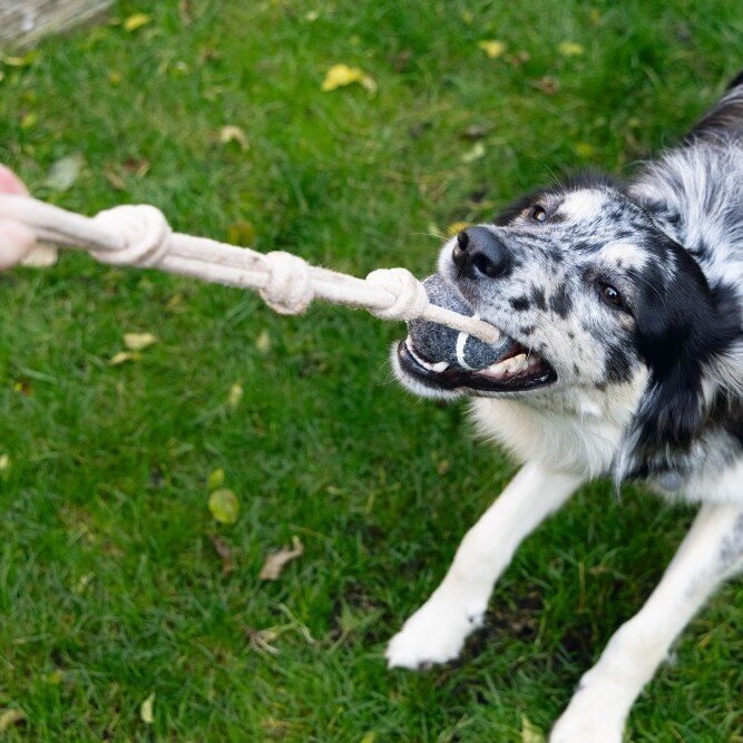 Minus One Nachhaltiger Tennisball mit Seil Bild 2