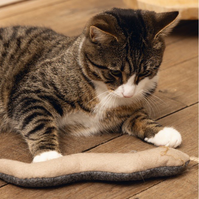 Minus One Nachhaltiges Katzen Spielzeug Schlange Bild 2