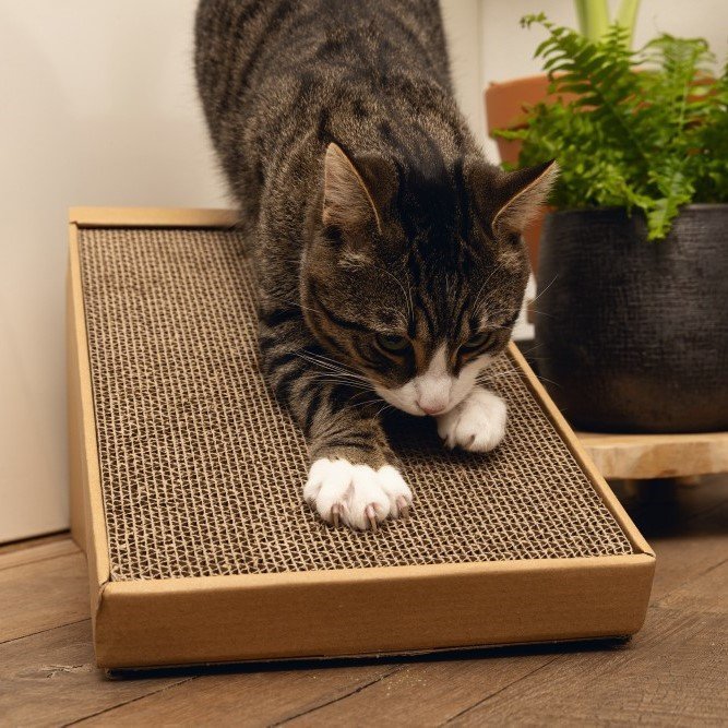 Minus One Recycelbare Kratzrampe Bild 2