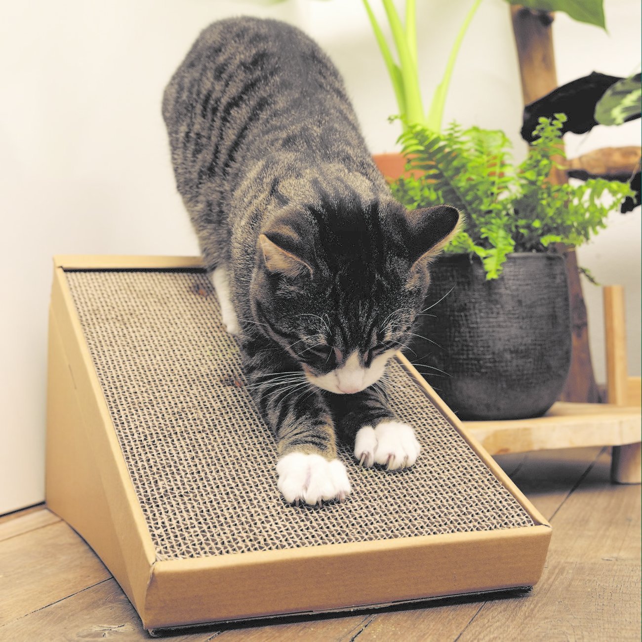 Minus One Recycelbare Kratzrampe Bild 5