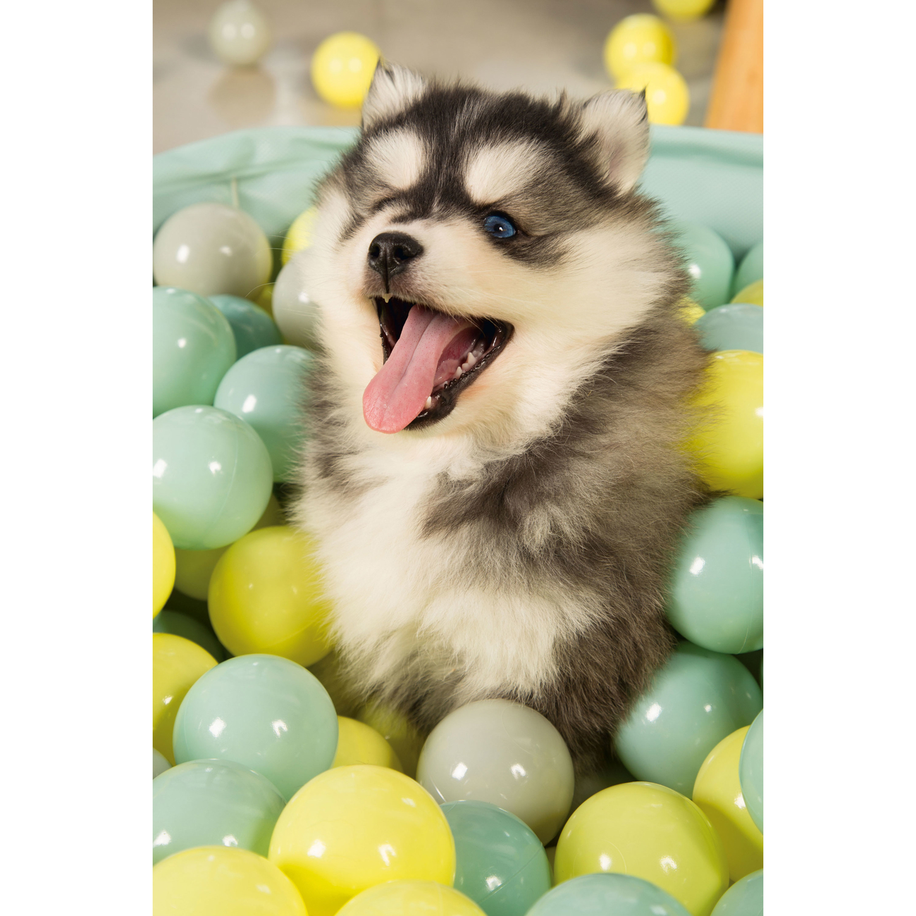 Beeztees Puppy Bällebad Hundepool Funchie Bild 7