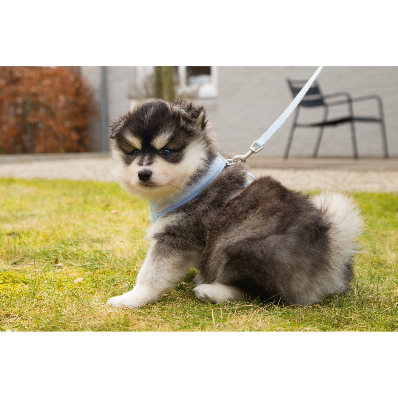 Beeztees Puppy Hundegeschirr für Welpen Bild 5