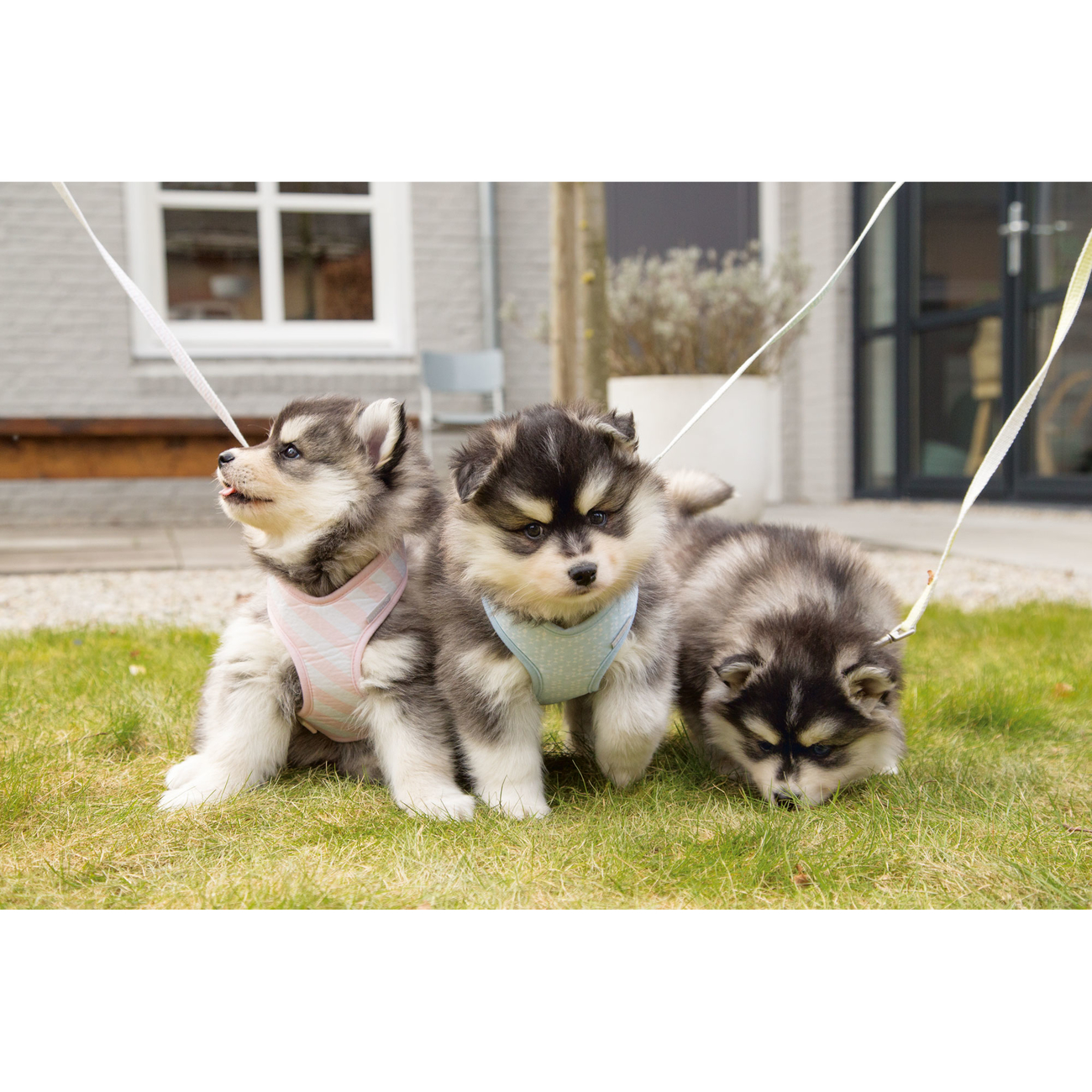 Beeztees Puppy Hundegeschirr für Welpen Bild 6