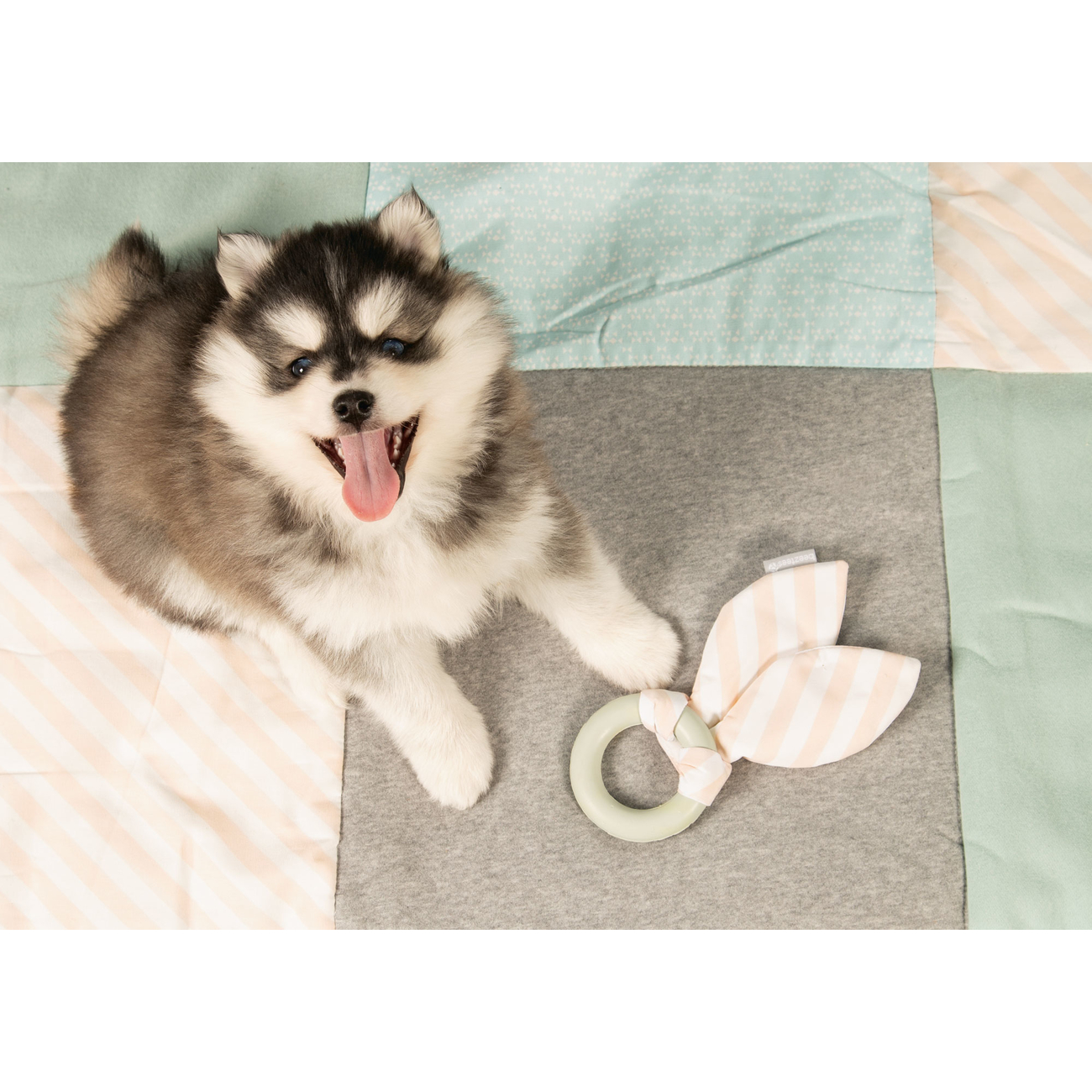 Beeztees Puppy Kauring für Welpen Bild 4