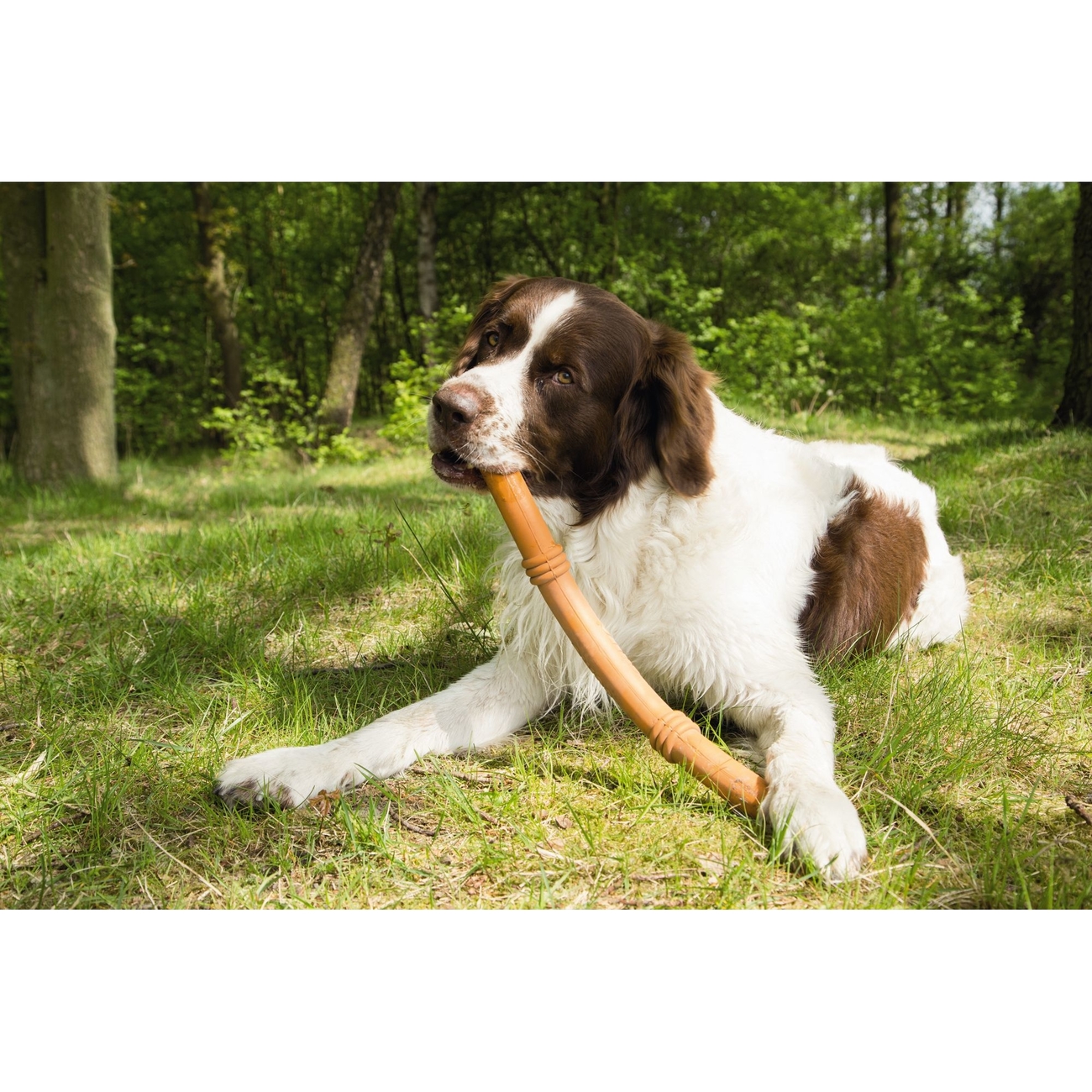 BEEZTEES Sumo Fit Stick Hundespielzeug Bild 3