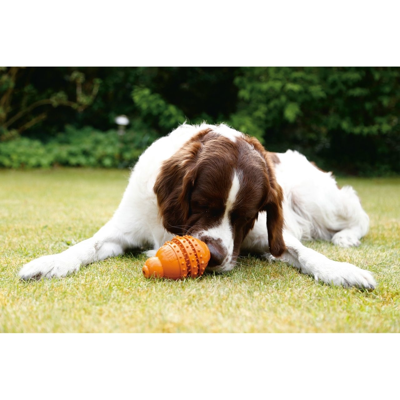 BEEZTEES Sumo Play Dental Bild 2