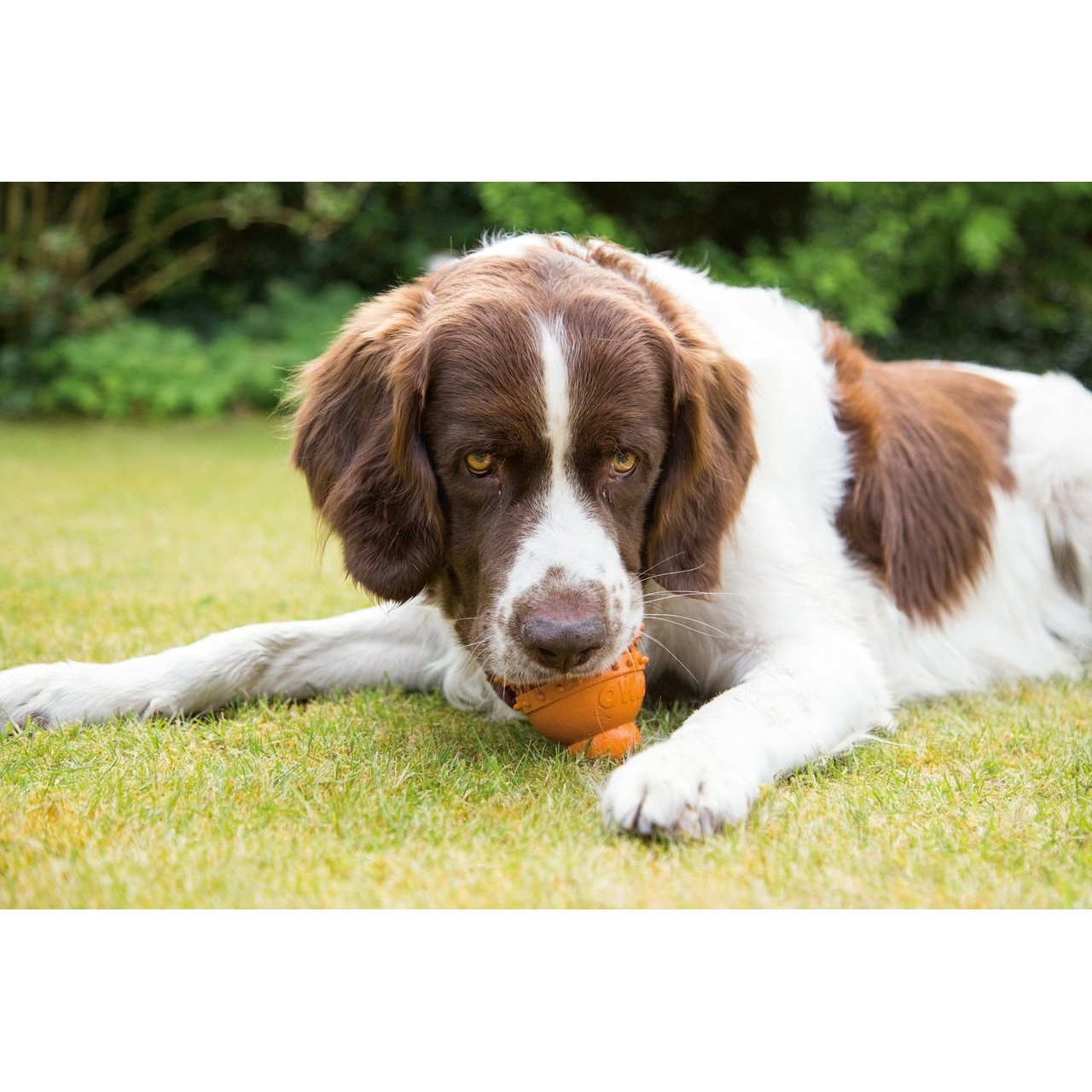 BEEZTEES Sumo Play Dental Bild 3