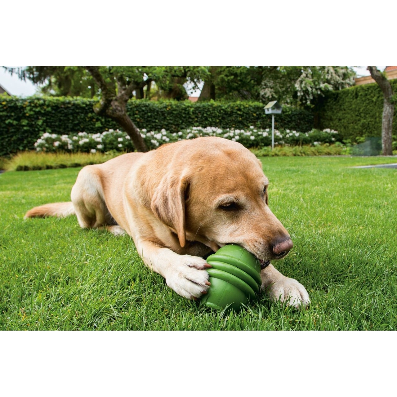 BEEZTEES Sumo Play Hundespielzeug Bild 2