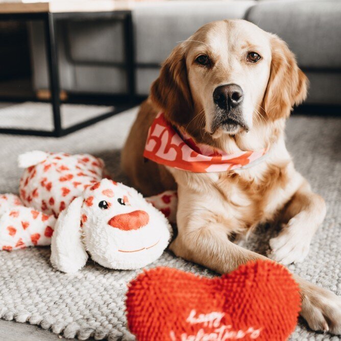 XL Hundespielzeug Knuffel Suki mit Sound Bild 4