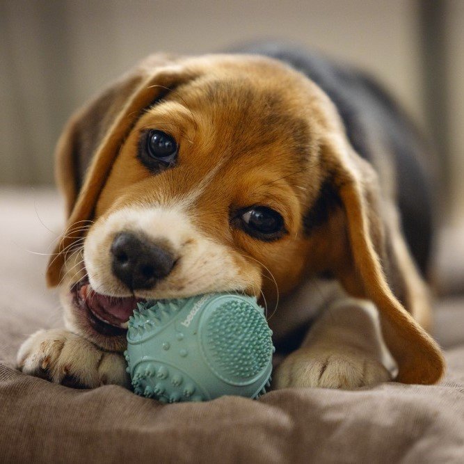 Zahnpflege Ball für Welpen Bild 5