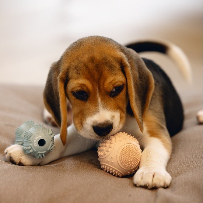 Zahnpflege Ball für Welpen Bild 3