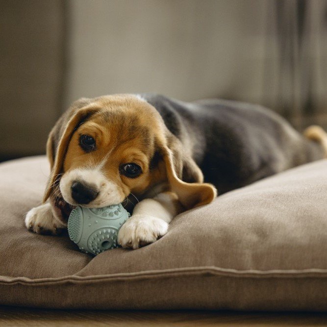 Zahnpflege Ball für Welpen Bild 6