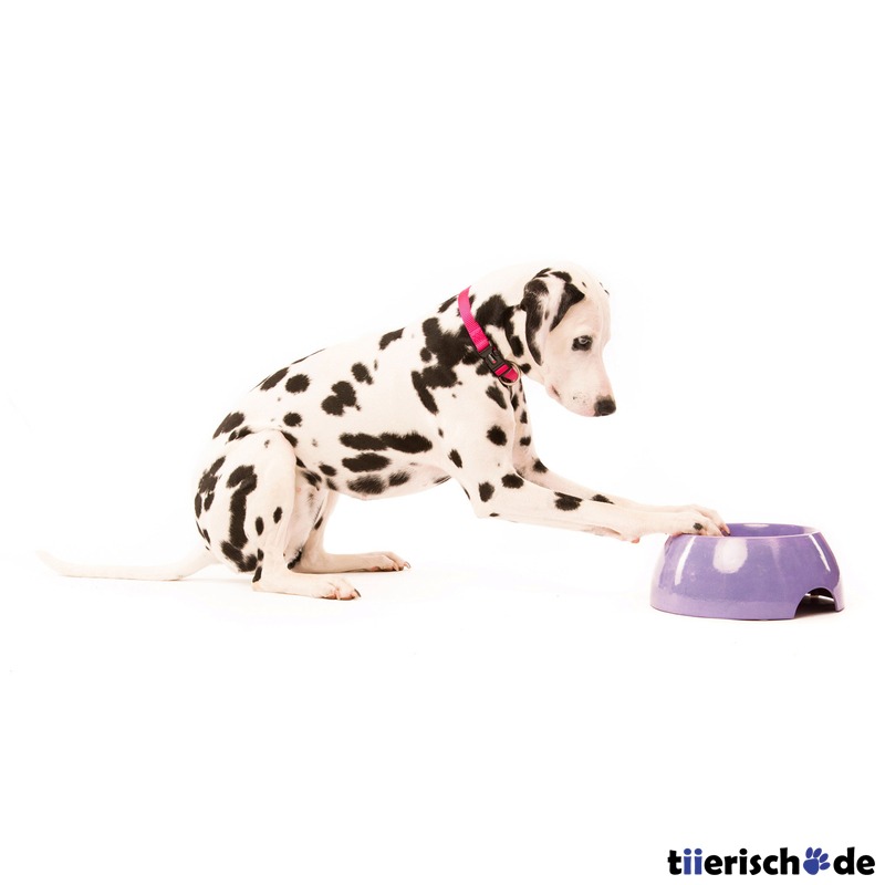 Bio Hundenapf Bongusto aus Bambus Bild 6