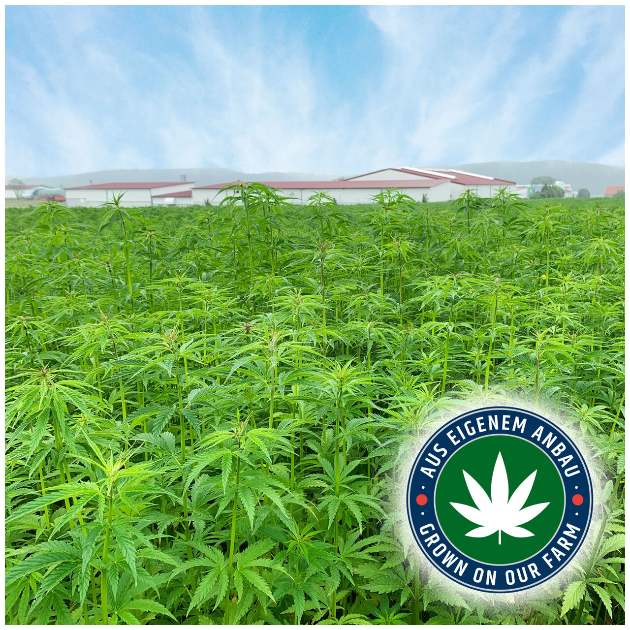 Bavarian CBD Sticks Bild 2