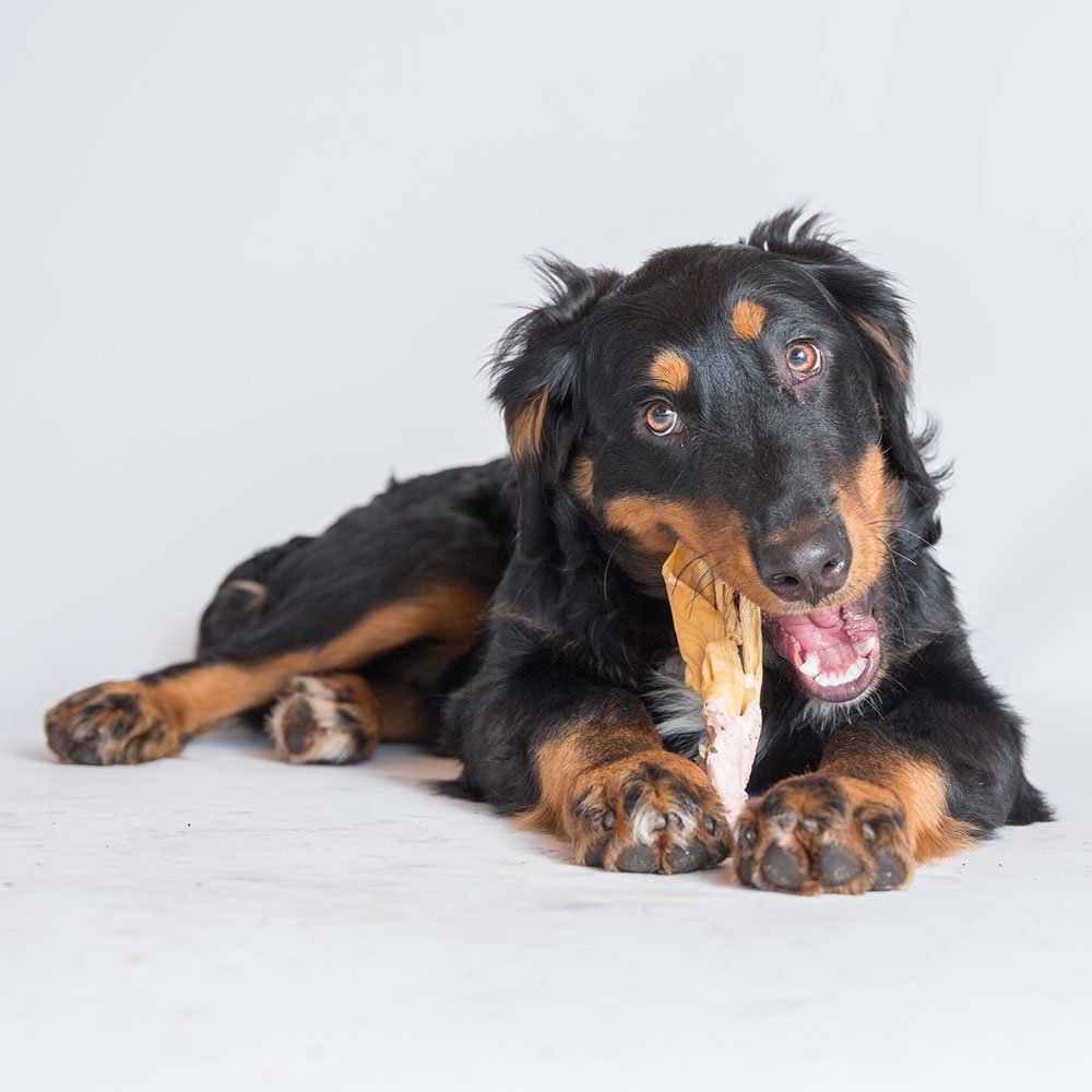 Coaties Hundekausnack mit laktosefreier Milch Bild 2
