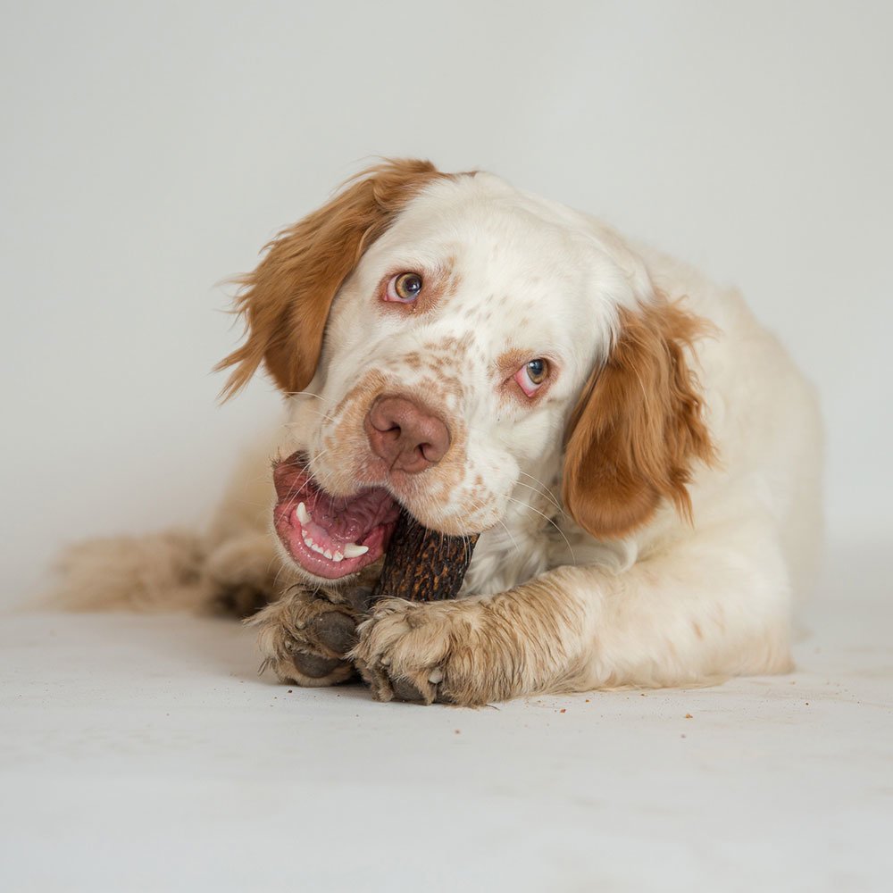 Deeries gefüllter Geweih Hundekausnack Bild 2