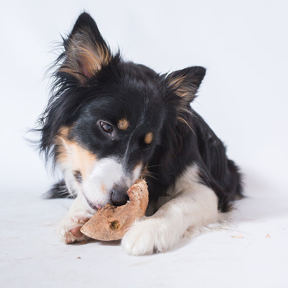 Rooties Buchenwurzel Hundekausnack Bild 2