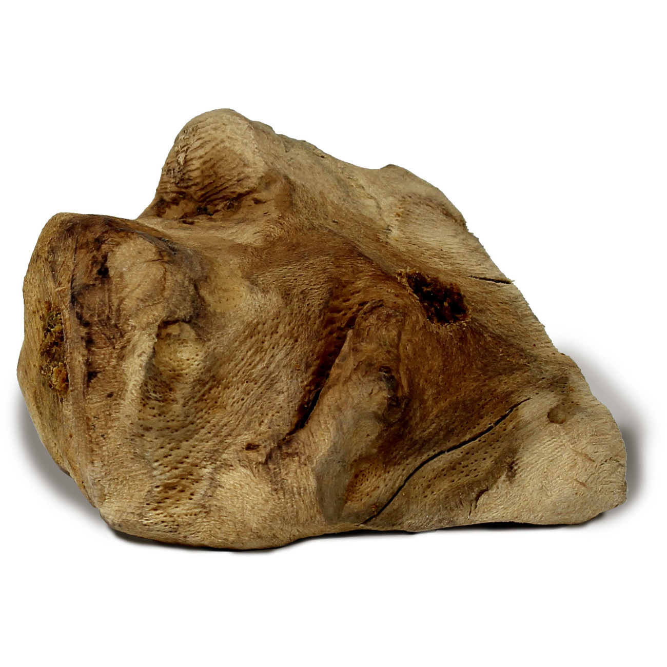 Rooties Buchenwurzel Hundekausnack Bild 4