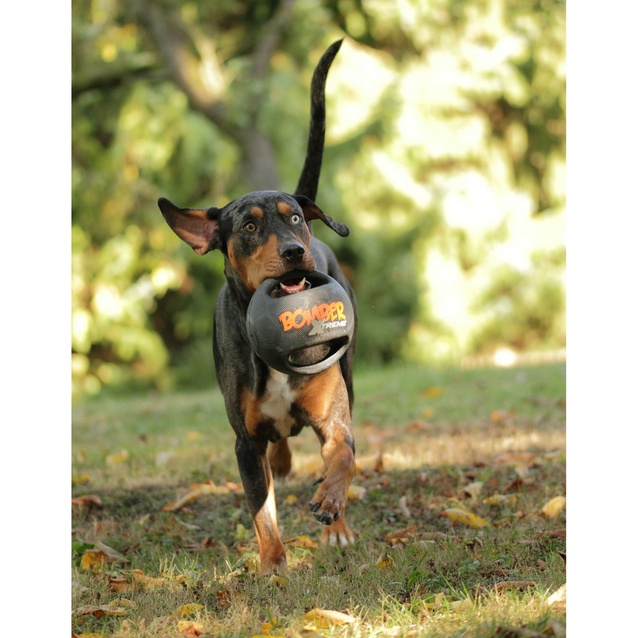 Bomber Xtreme Hundespielzeug Bild 5