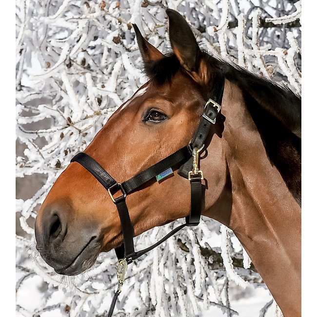 Bucas Fohlenhalfter Dublin Bild 2