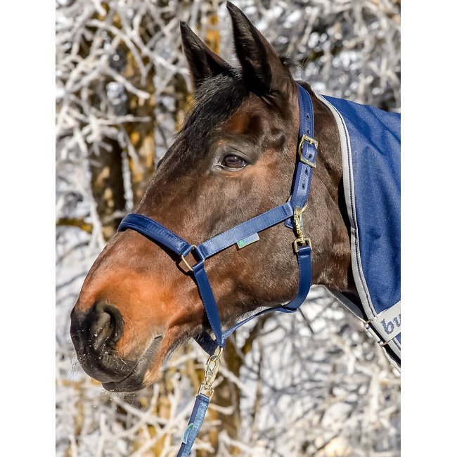 Bucas Fohlenhalfter Dublin Bild 3