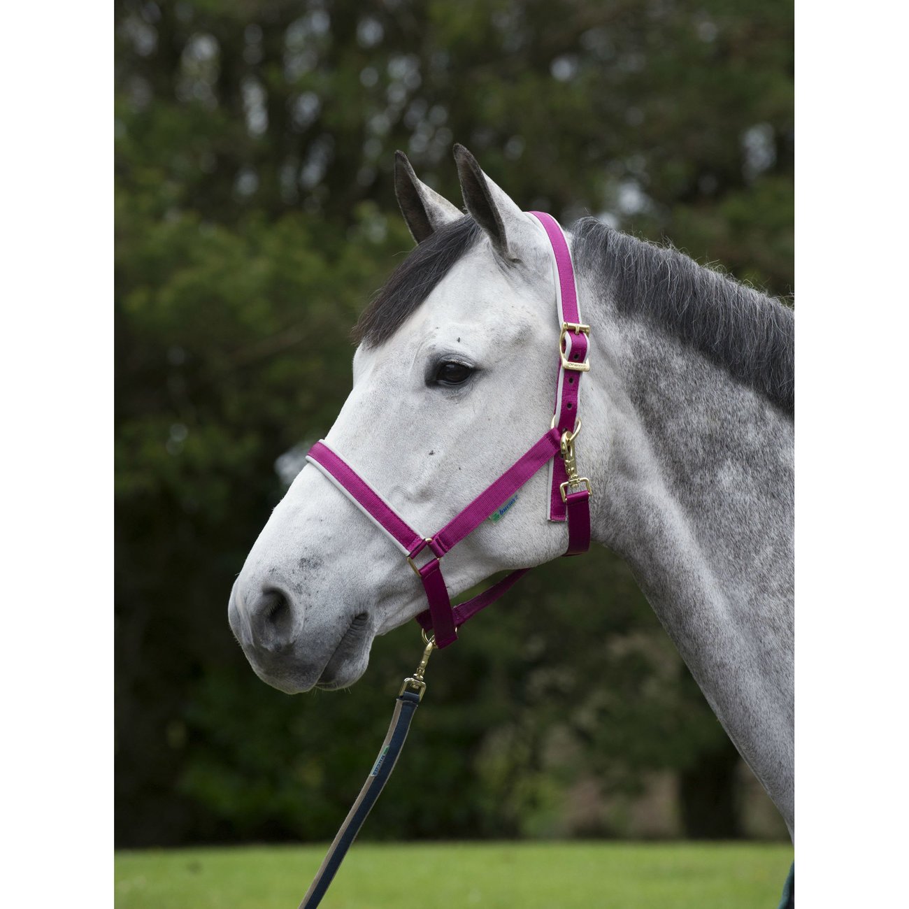 Bucas Pferdehalfter Dublin Bild 3