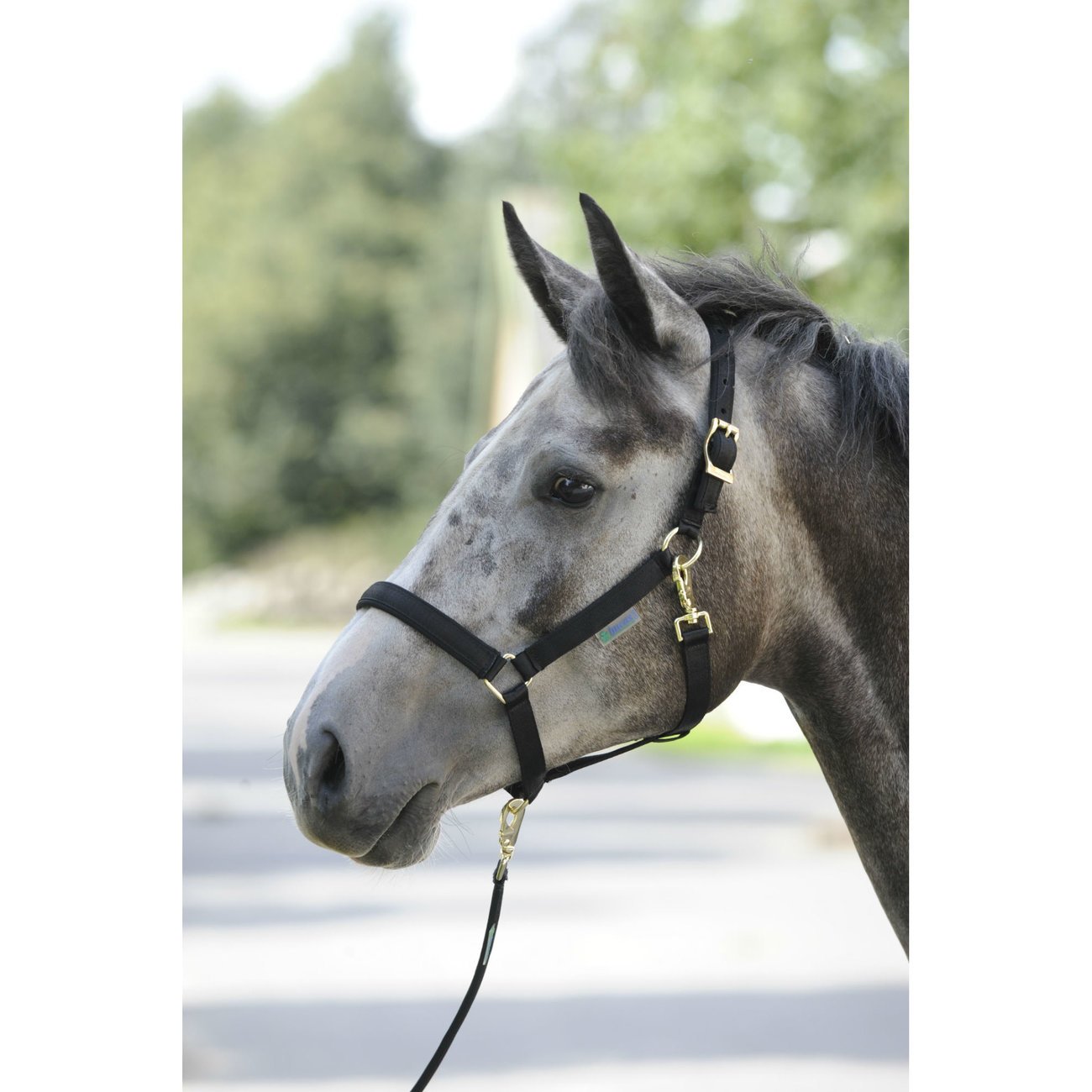 Bucas Pferdehalfter Dublin Bild 4