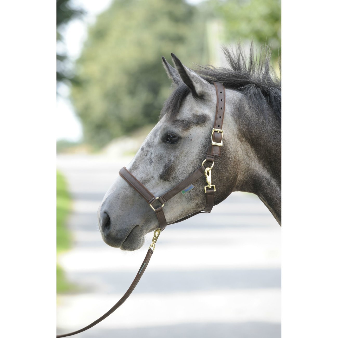 Bucas Pferdehalfter Dublin Bild 5