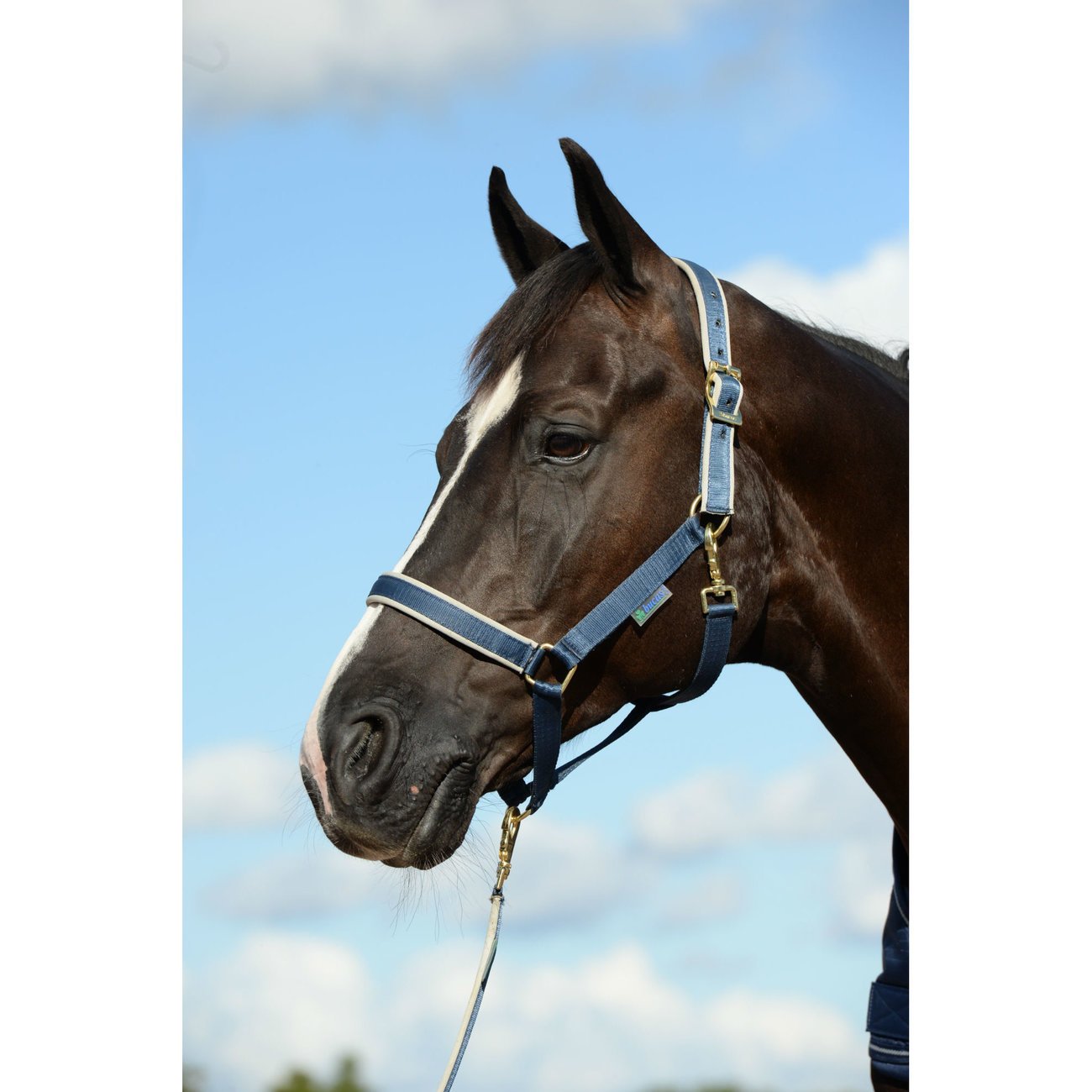 Bucas Pferdehalfter Dublin Bild 6