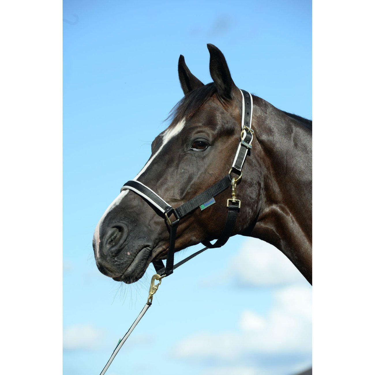 Bucas Pferdehalfter Dublin Bild 7