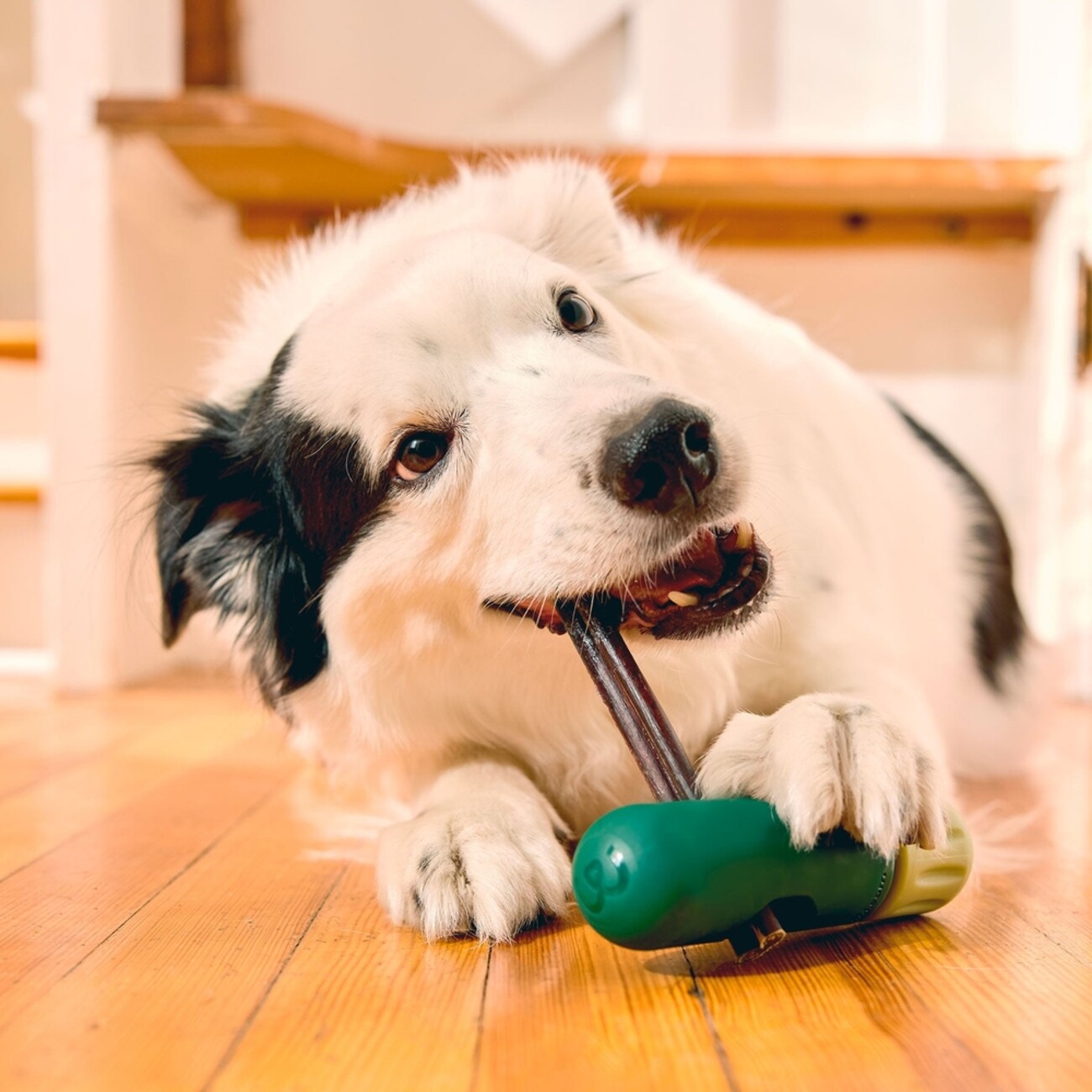 BullySafe Bully Stick Halter – Sicherer & Langlebiger Kauspaß für deinen Hund Bild 2
