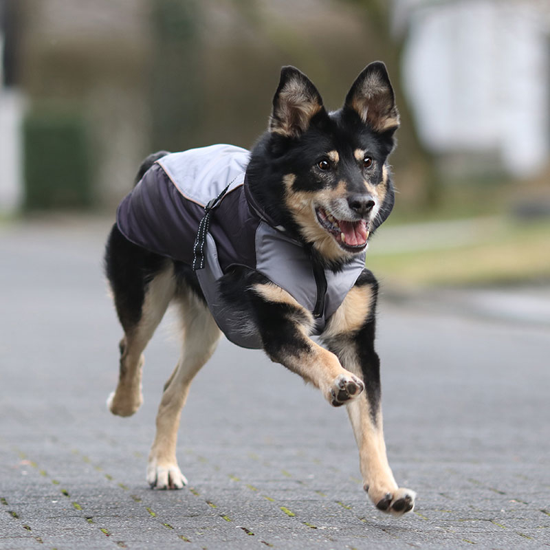Hundewintermantel Iso Reflex Bild 2