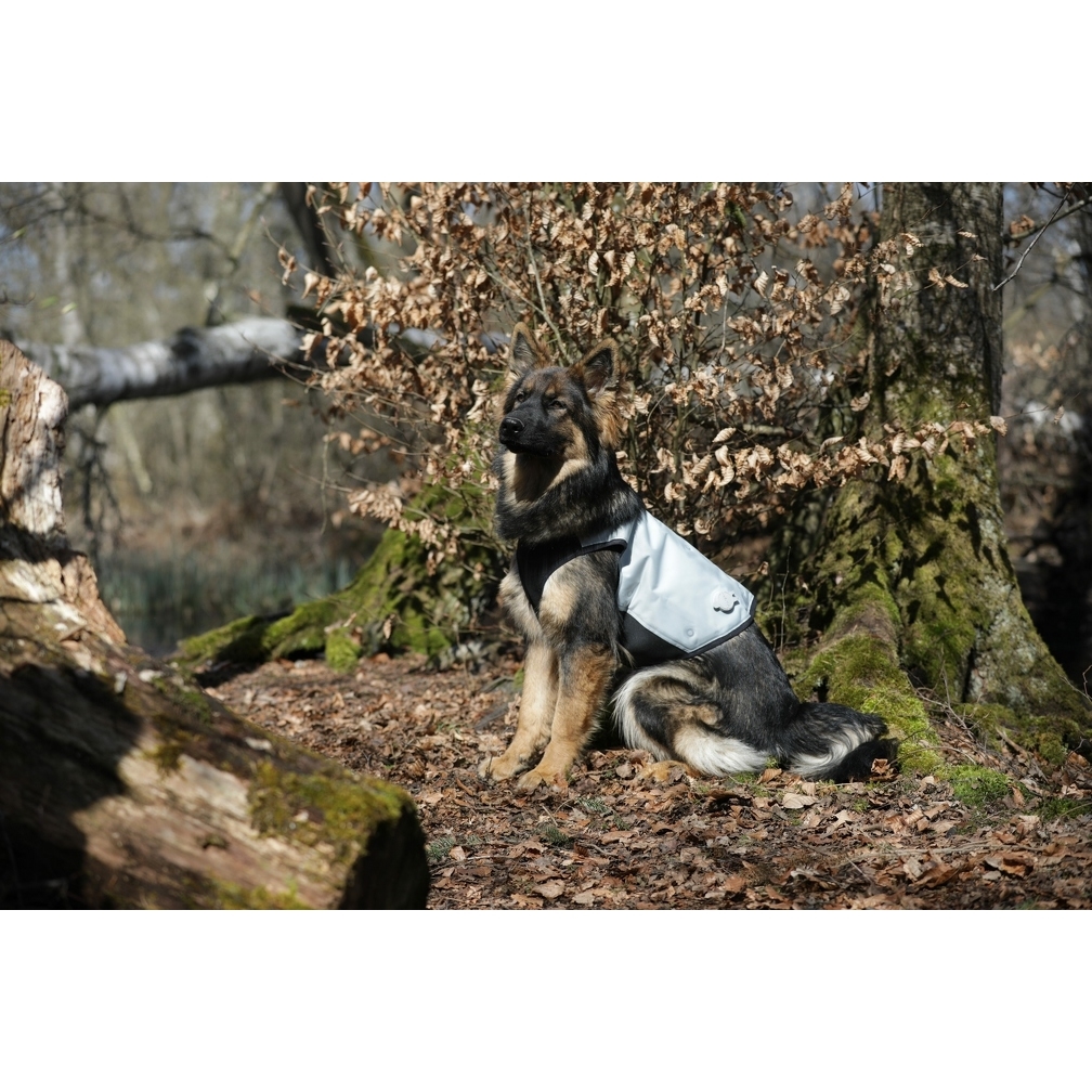 Cani.Cool Kühlweste für Hunde Bild 5