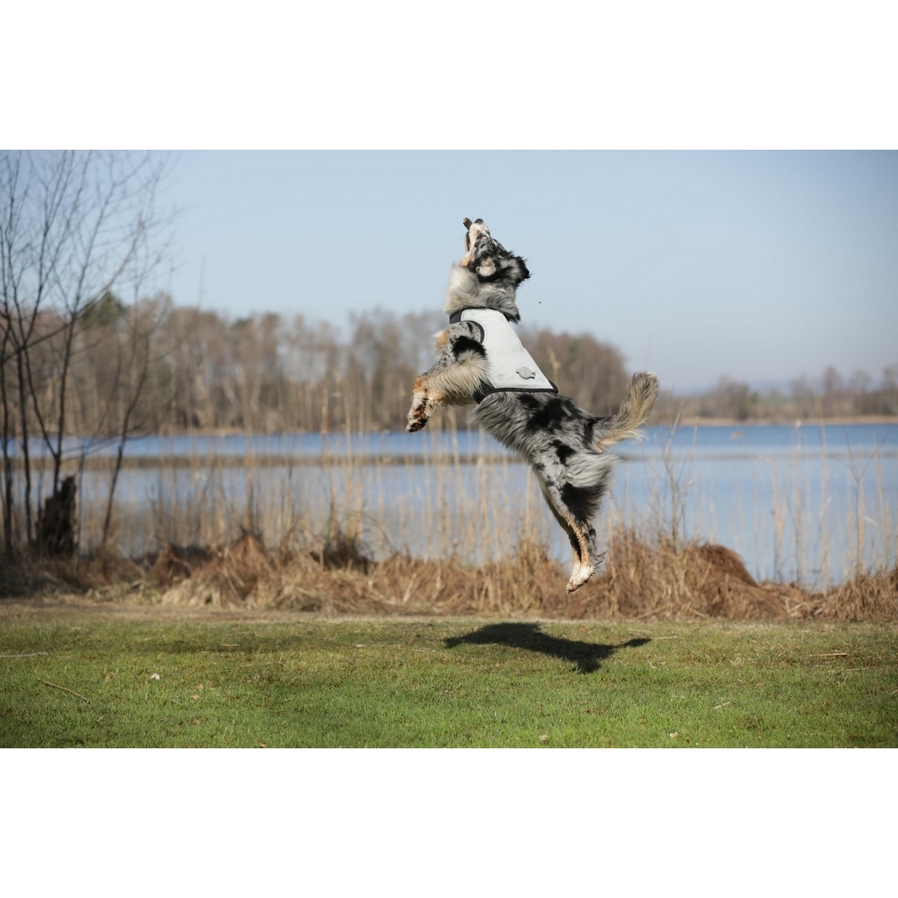Cani.Cool Kühlweste für Hunde Bild 9