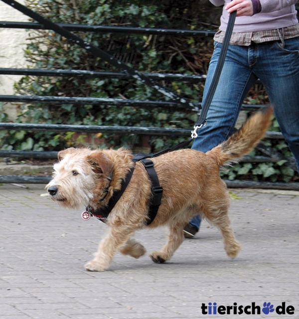 Autogeschirr für Hunde CLIX Car Safe Bild 9