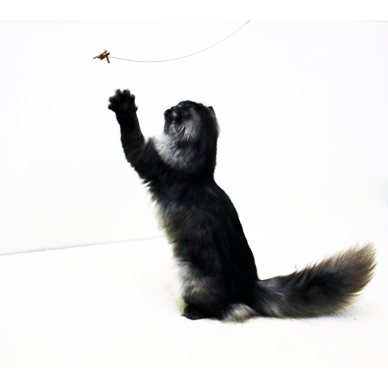 Cat Dancer Katzenspielzeug Bild 4