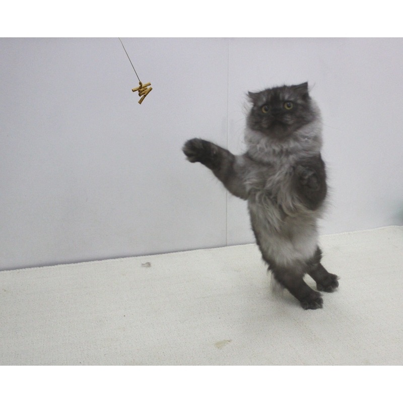 Cat Dancer Katzenspielzeug Bild 5