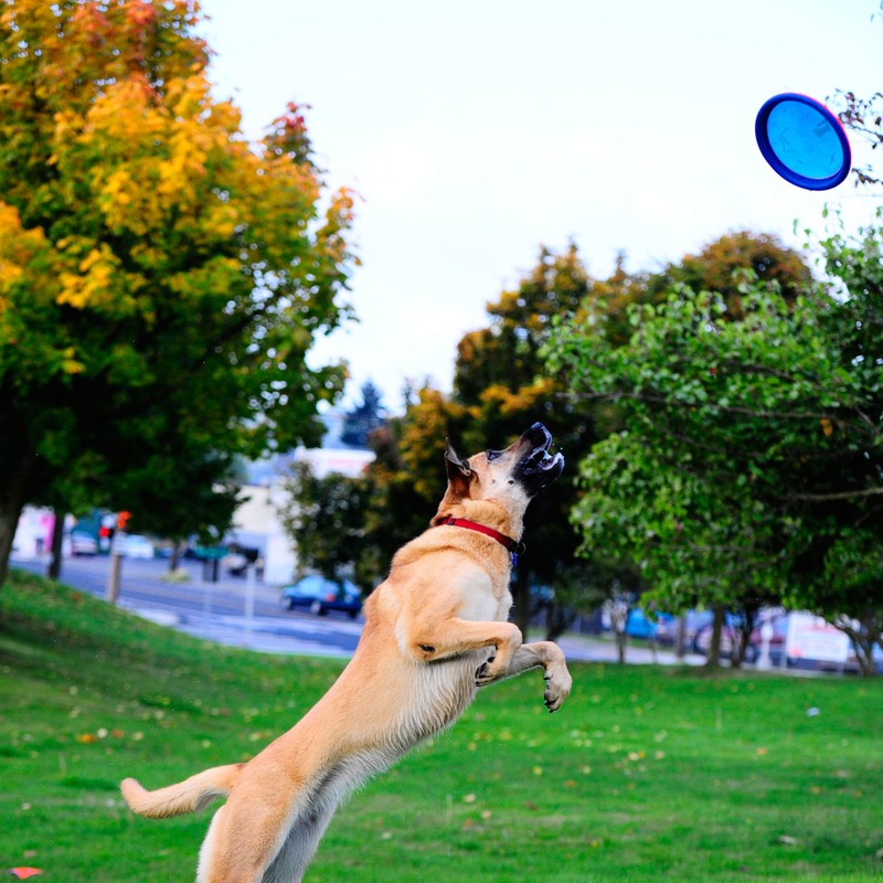 Chuckit! Paraflight Hundefrisbee Bild 3