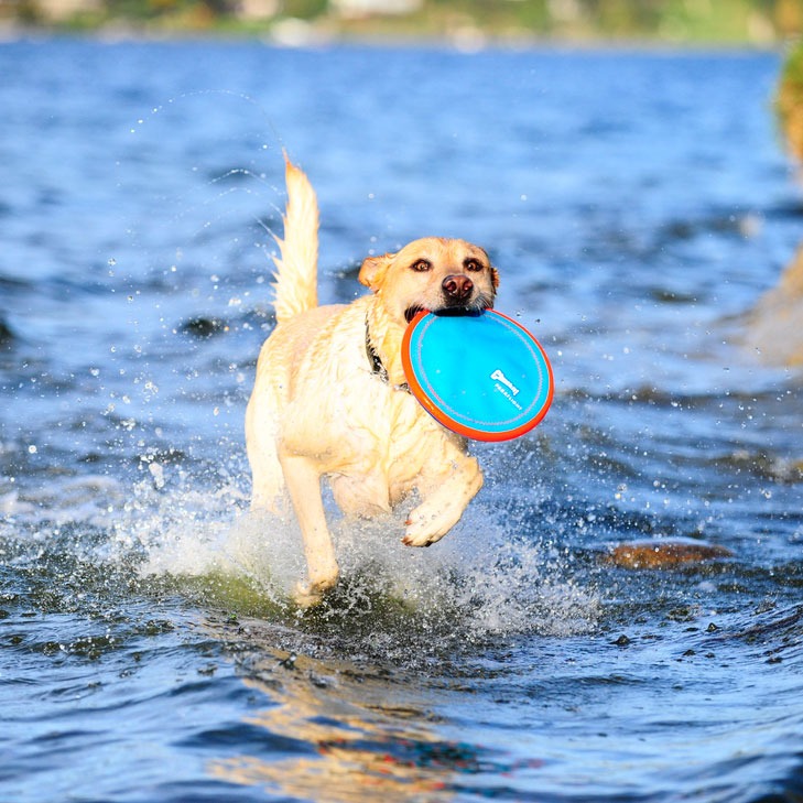 Chuckit! Paraflight Hundefrisbee Bild 4