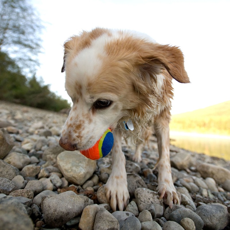 Chuckit! Tennis Ball Bild 3