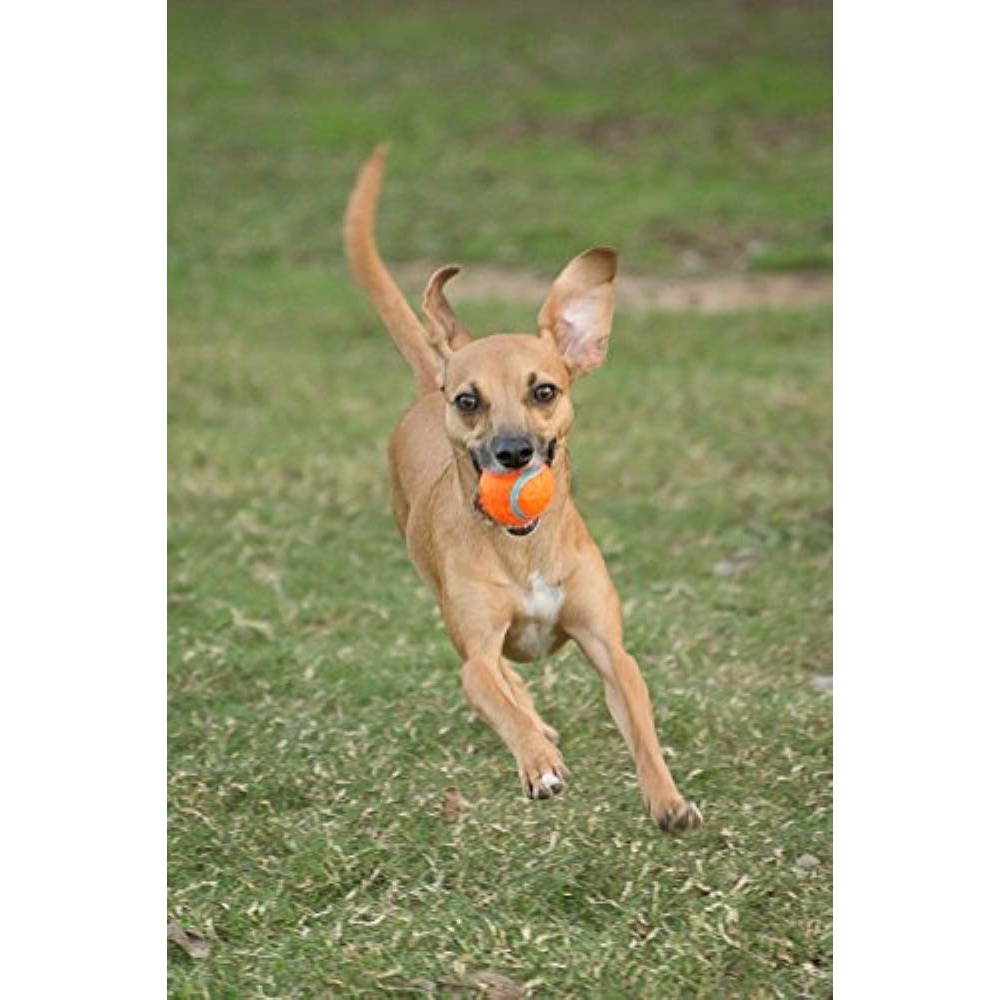 Chuckit! Tennis Ball Bild 8