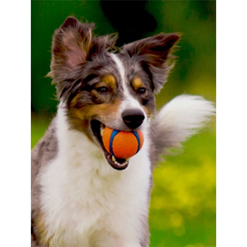 CHUCKIT! Ultra Ball Bild 9