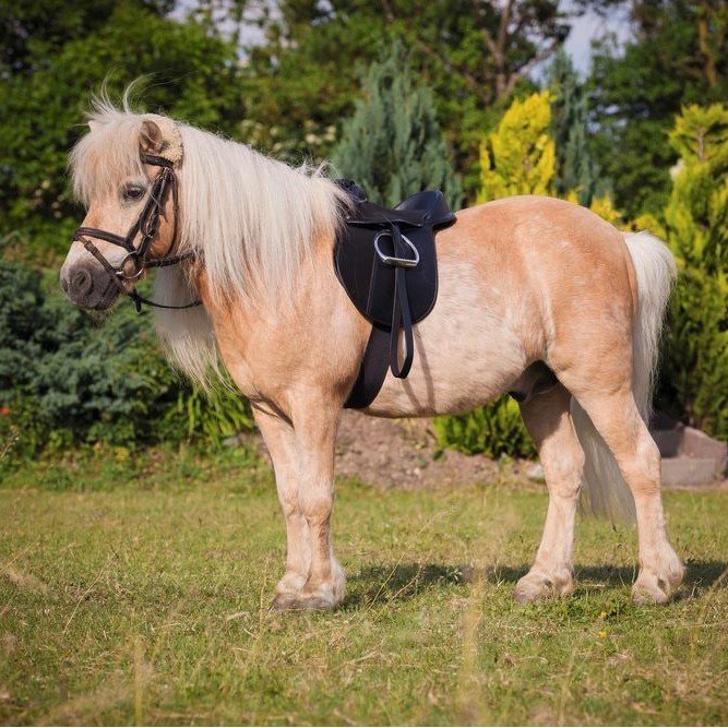 Sattel Set Economy für Pony Bild 2