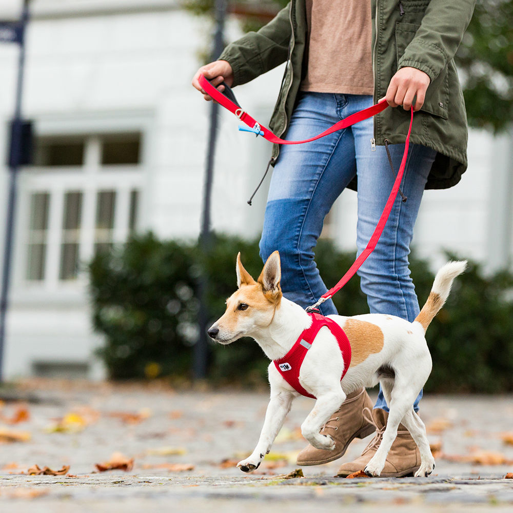 Curli Basic Leine Nylon Bild 2