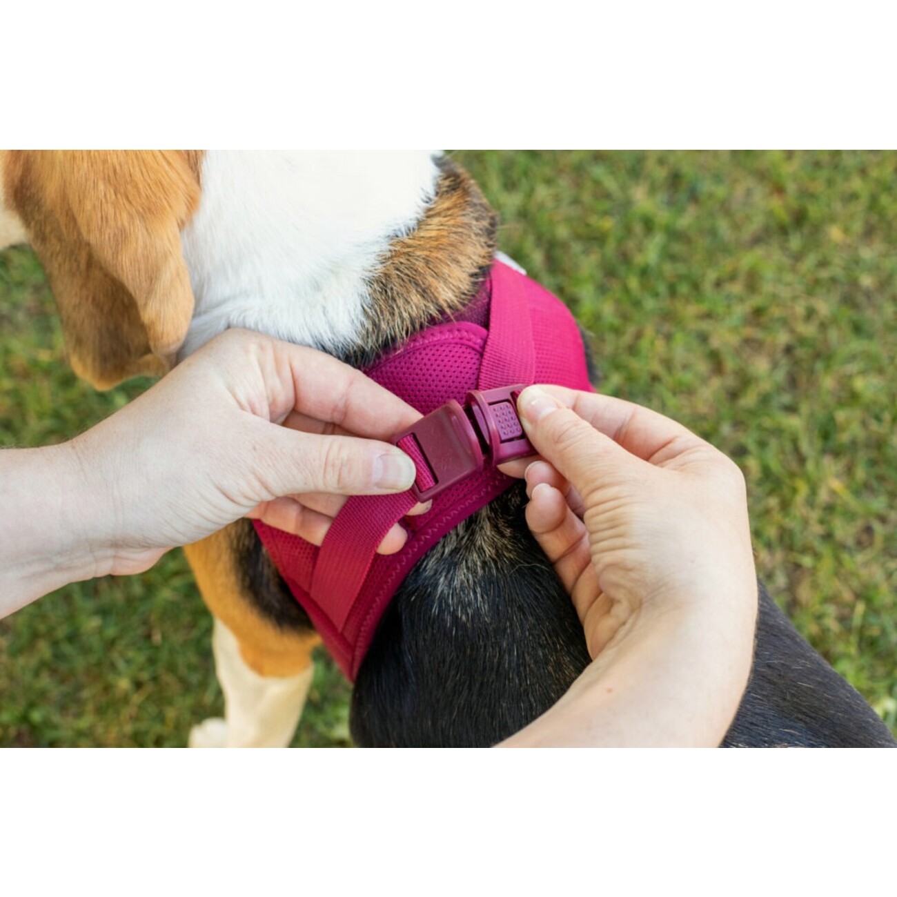 Curli Clasp Vest Geschirr Softshell Hundegeschirr Bild 6