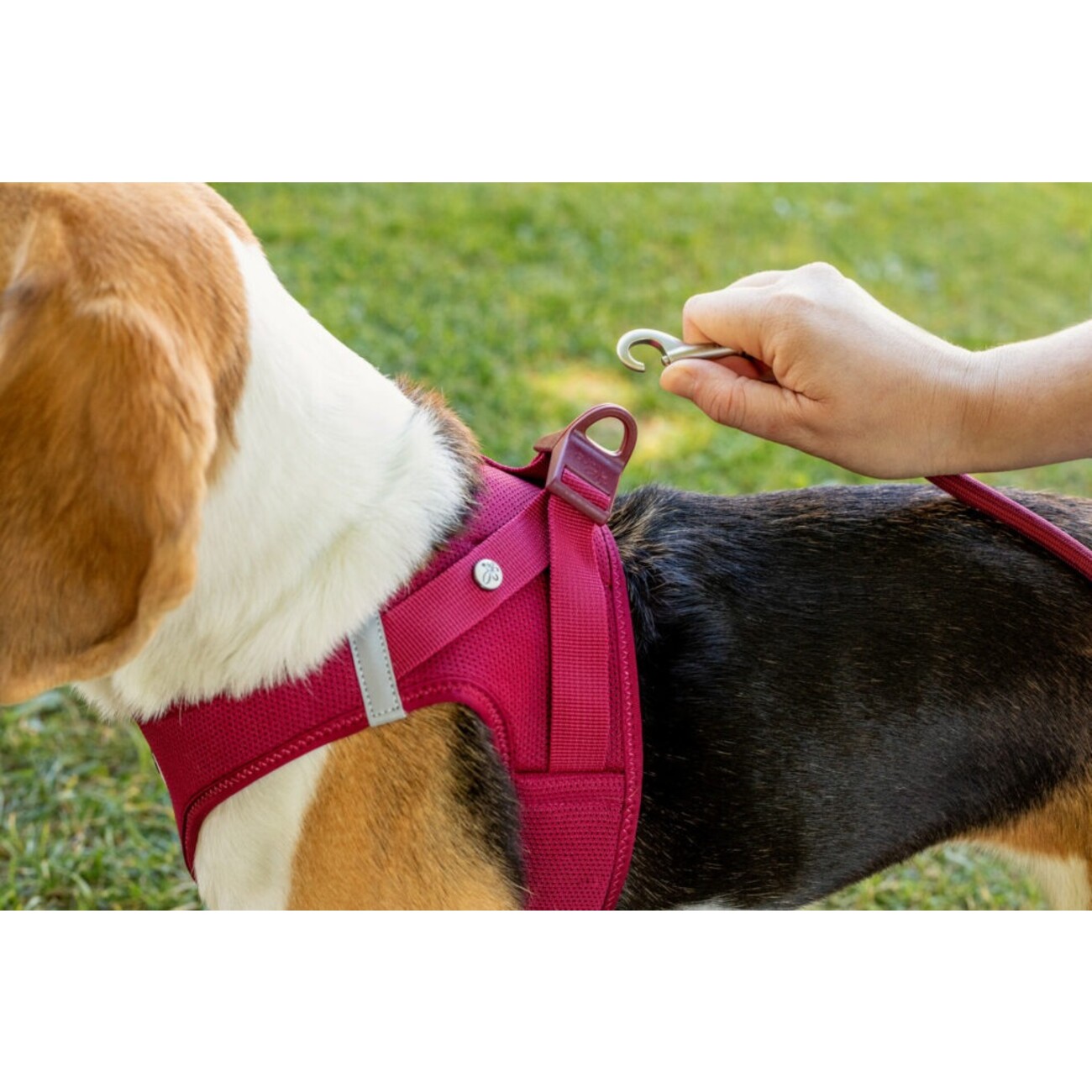 Curli Clasp Vest Geschirr Softshell Hundegeschirr Bild 7