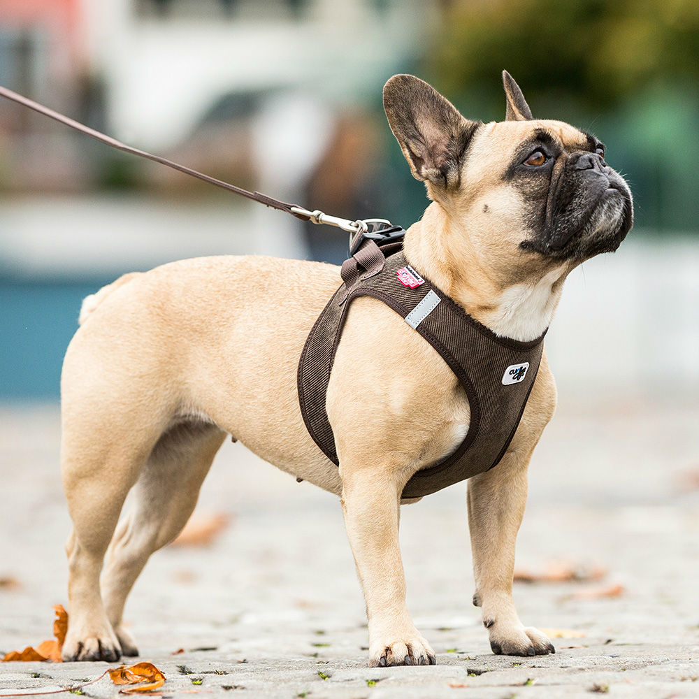 Curli Vest Geschirr Cord für Hunde Bild 6